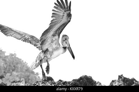 Braun Galápagos Pelican Stockfoto