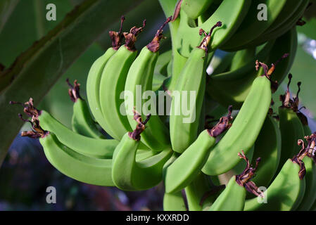 Bündel grüne unreife Bananen hängen von einem Baum Stockfoto