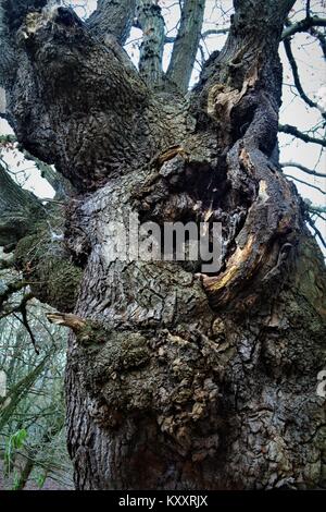 In der Nähe von großen Knott auf Eiche Baum im Herbst, Englisch Woodland Stockfoto