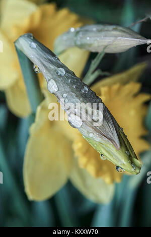 Regentropfen, reflektiert das Sonnenlicht, klammern sich an eine Narzisse Knospe, mit einem anderen Bud und zwei verschwommen blüht im Hintergrund (Ansicht von oben). Stockfoto