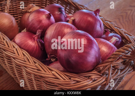 Ein stabiler Weidenkorb auf einen hölzernen Tisch Teil einer Ernte von homegrown Organic rote Zwiebeln (redwing Sorte), bereit für den Einsatz in der Küche. Stockfoto