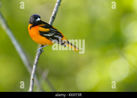 Männliche Baltimore Oriole thront auf einem Zweig. Stockfoto