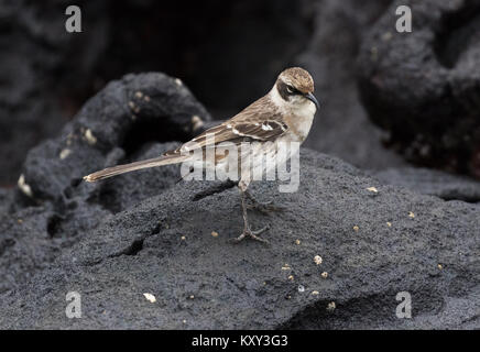 Galalpagos Mockingbird (Mimus parvulus), Rabida Island, Galapagos Inseln Ecuador Südamerika Stockfoto