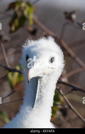 Herrliche Frigate Küken, (Fregata magnificens), Insel San Cristobal Galapagos Inseln Ecuador Südamerika Stockfoto