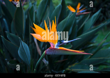 Bird of paradise flower Missouri Botanical Garden. Kran Blume ist einer der schönsten exotischen Blumen. Gleicht einem bunten Vogel im Flug Stockfoto