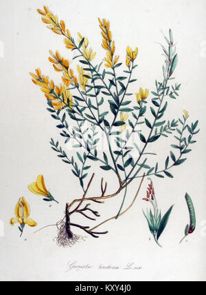 Diese Platte aus „Flora Batava“ zeigt die Pflanze Genista tinctoria, auch bekannt als Färbergras, und zeigt ihre botanischen Details im Rahmen der umfassenden botanischen Studie. Stockfoto
