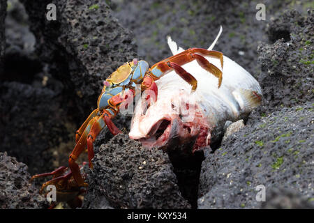 Sally Krabben (Grapsus grapsus Lightfood), Fütterung auf einem toten Fisch, Insel San Cristobal Galapagos Inseln Ecuador Südamerika Stockfoto