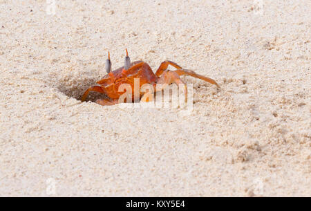 Ghost Crab tauchen in das Loch im Sand, Insel San Cristobal Galapagos Inseln Ecuador Südamerika Stockfoto