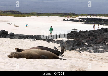 Touristen und Seelöwen auf Witch Hill Beach, Insel San Cristobal Galapagos National Park, Galapagos Inseln Ecuador Südamerika Stockfoto