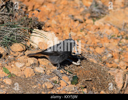 Männlich Schwarzer Redstart (Phoenicurus ochruros) Algarve Portugal. Stockfoto