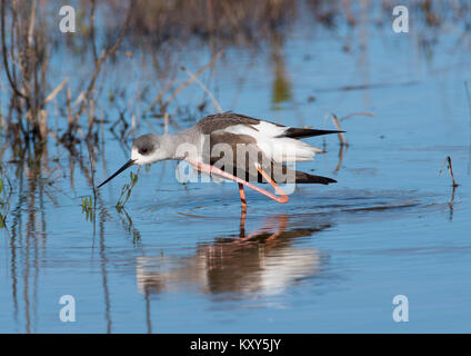 Schwarz geflügelte Stelzenläufer putzen Stand im Wasser Algarve Portugal. Stockfoto