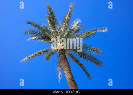Coconut Palm Tree mit einem klaren blauen Himmel Hintergrund. Foto aus. Stockfoto