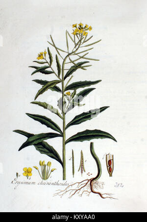 Diese botanische Illustration aus „Flora Batava“ zeigt *Erysimum cheiranthoides*, eine Art blühender Pflanze aus der Senffamilie Brassicaceae. Sie ist in Europa beheimatet und zeichnet sich durch ihre hellgelben Blüten und lanzenförmigen Blätter aus. Stockfoto