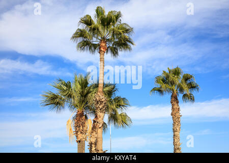 Kokospalmen auf Zypern mit blauen und bewölkter Himmel Hintergrund. Foto aus. Stockfoto
