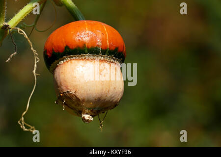 Orange Kürbis auf dem Schaft. Reife Gemüse. Stockfoto