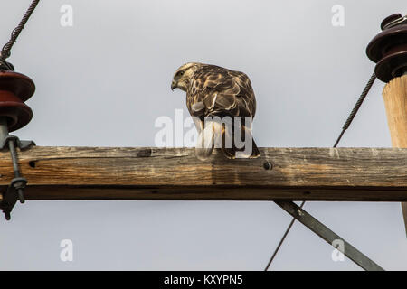 Rauen-legged Hawk auf einem Strommast Stockfoto