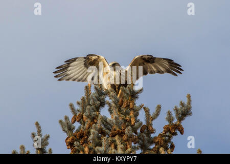 Eine grobe-legged Hawk landet in Fichte Stockfoto