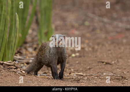 Banded mongoose (Mungos mungo) Viverridae Stockfoto