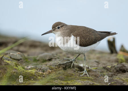 Flussuferläufer (Actitis hypoleucos), juvenile, Stockfoto