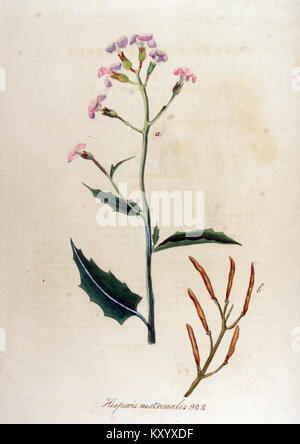 Hesperis matronalis, dokumentiert in Flora Batava Volume v1, ist eine botanische Illustration der Pflanze, die allgemein als Dame's Rakete bekannt ist, und hebt die Blütenmorphologie und Taxonomie hervor. Stockfoto