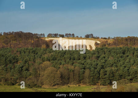 Markante, gut sichtbare, gigantische Kilburn White Horse, geschnitzt auf steilen Böschung Hang über dichten Wäldern - North Yorkshire, England, UK. Stockfoto