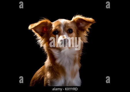 Schöne Rothaarige mit einem weißen Hund auf schwarzem Hintergrund Stockfoto