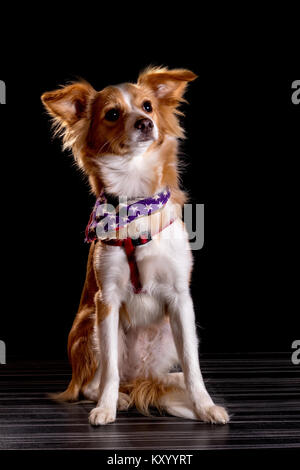 Schöne Rothaarige mit einem weißen Hund auf schwarzem Hintergrund Stockfoto
