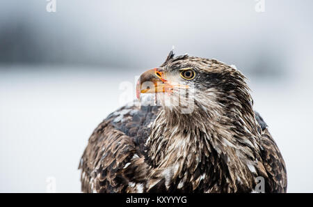 Nahaufnahme, Porträt der Weißkopfseeadler (Haliaeetus leucocephalus). Alaska Stockfoto