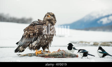 Die Elstern und Weißkopfseeadler (Haliaeetus leucocephalus) sitzt auf Schnee und isst ein Lachs. Alaska Stockfoto