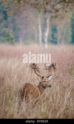 Hirsch mit einem Gras auf die Hörner. Ein Sumpf Rotwild oder Barasingha (Rucervus duvaucelii). Indien Stockfoto