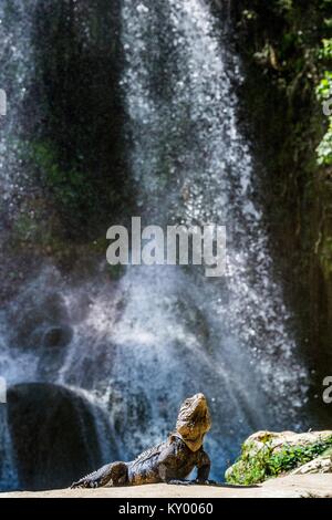 Iguana im Wald neben einem Wasserfall. Kubanische rock Iguana (Cyclura nubila), ebenso wie die kubanischen Boden iguana bekannt. Stockfoto