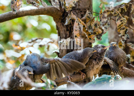 Dschungel babler auf dem Zweig des Baumes. Turdoides Striata. Indien. Stockfoto