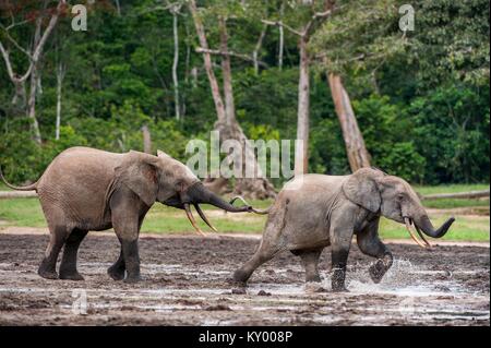 Angreifende Waldelefant (Loxodonta africana cyclotis), (Wald Wohnung Elefant) der Congo Basin. Dzanga Kochsalzlösung (eine Lichtung) Zentralafrikanische Stockfoto