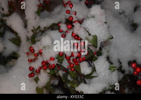 Holly Bush im Schnee bedeckt. Dieses war nach einem Schnee Sturm genommen. Stockfoto