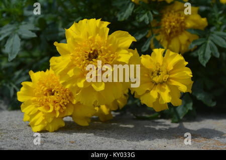 Gelbe Blume im Frühling Stockfoto