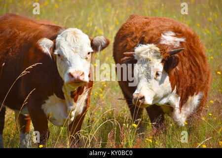 Zwei Kühe in einem Feld von Löwenzahn. Die Kuh mit Hörnern ist ein Stier, während die andere Kuh schwanger ist. Stockfoto