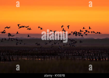 Graugans (Anser anser) fliegen über den Sumpf an surise, Mandø Stockfoto