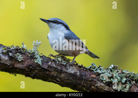 Kleiber (Sitta europaea), Sittidae Stockfoto