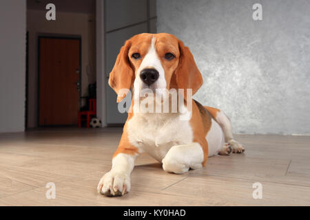 Beagle Hund close-up. Hund Rest zu Hause auf Holzboden. Beagle Hund in modernen Interieur liegen. Stockfoto