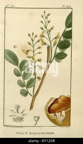 *Flore médicale des Antilles* ist ein detailliertes botanisches Werk, das die Verwendung verschiedener Heilpflanzen in der Karibik erforscht und deren Rolle bei der traditionellen Heilung eingehend untersucht. Stockfoto