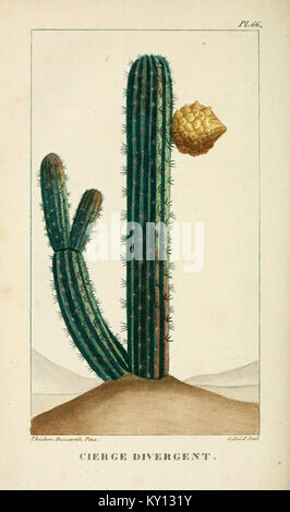 Flore pittoresque et médicale de Antillen (PL. 66) BHL 3481502 Stockfoto