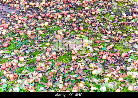 Viele wilde frische Äpfel auf Gras Boden gefallen auf Apple picking Farm gequetscht Stockfoto