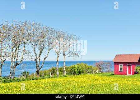 Rot mit gelben Löwenzahn Blumen und Blick auf St. Lawrence River in den Golf von Taulane in der gaspe Halbinsel, Quebec, Kanada, Gaspesie Region Halle Stockfoto