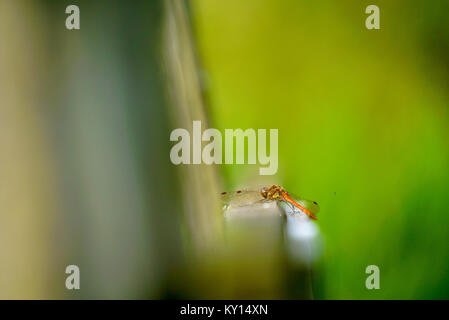 Gemeinsame darter/Sympetrum striolatum am Avalon Sümpfen in Somerset UK ruhen Stockfoto