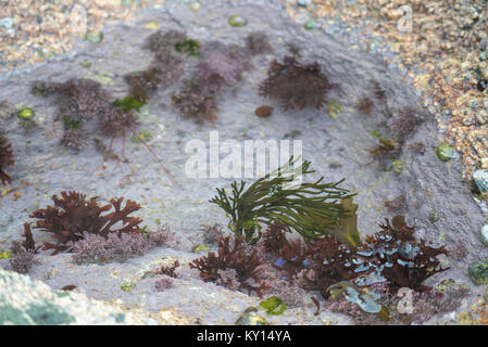 Herz aus roten Algen, Codium zerbrechlich, Fissurellidae, Fissurellidae und viel Liebe auf Land's End Granit (5 von 5) Stockfoto