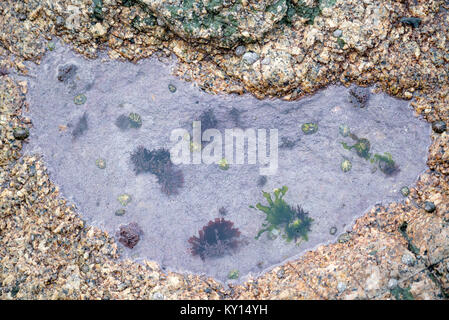 Herz aus roten Algen, Codium zerbrechlich, Fissurellidae, Fissurellidae und viel Liebe auf Land's End Granit (1 von 5) Stockfoto