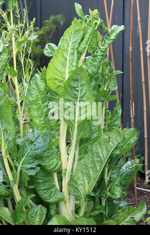 Homegrown Bok choy oder Pak Choi zur Ernte bereit Stockfoto