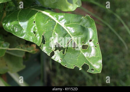 Homegrown Bok choy oder Pak Choi Blätter von Bugs gegessen Stockfoto