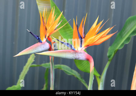 Strelitzia Reginae oder auch bekannten Birds Of Paradise flower Stockfoto