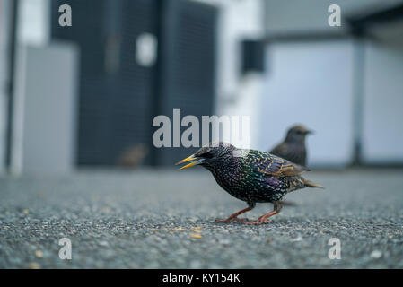 Common starling Stillen im Land's End, Cornwall, UK 1 von 5 Stockfoto